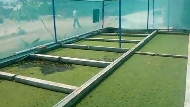 Azolla Cultivation for Organic Agriculture and Fodder to Live Stocks. смотреть онлайн