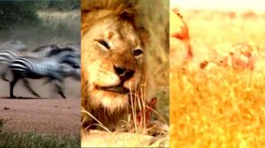 Путешествие. Национальный парк Серенгети.  Танзания. Serengeti National Park. [Путешествие]