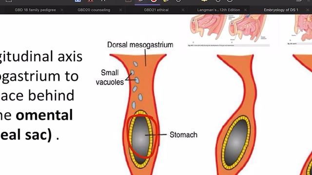 Embryo Digestive system lec 1 شرح смотреть онлайн