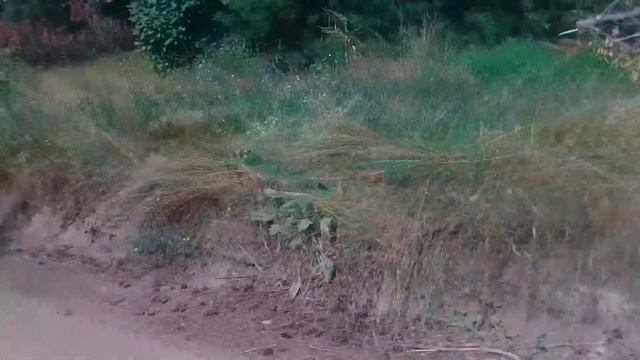 26 июля. Покатушки на скутере по деревне и лесу. смотреть онлайн