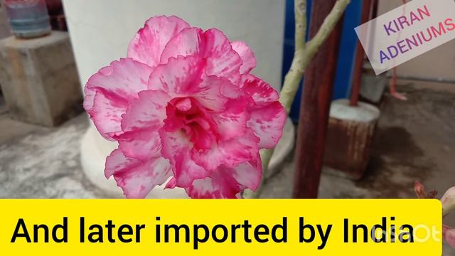 Types of Adeniums | KIRAN ADENIUMS смотреть онлайн