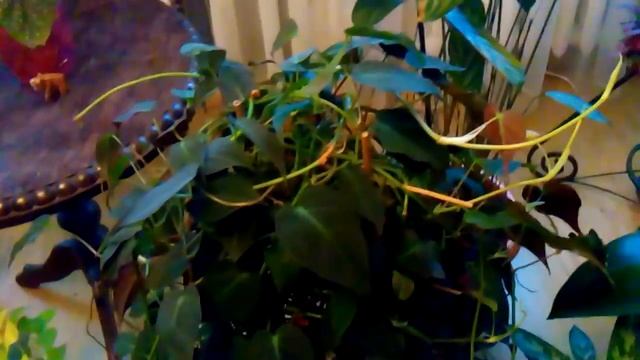 Вот так в декабре выглядят мои растения в комнате смотреть онлайн