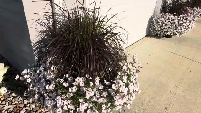 Supertunias, Hydrangea and Rose Garden Tour End of July 2023 смотреть онлайн