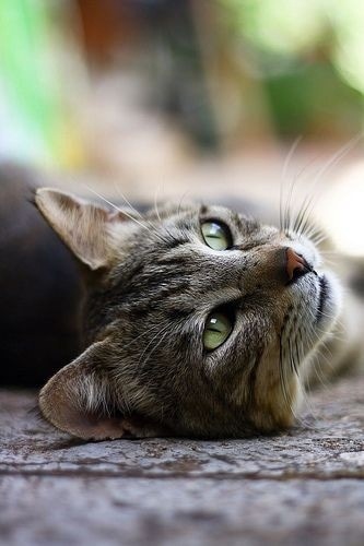 Хорошего Дня и Отличного Настроения! Самое Красивое Пожелание смотреть онлайн