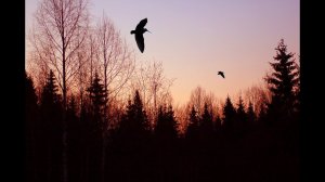 ОХОТА НА ВАЛЬДШНЕПА ХОРОШИЕ НАЛЕТЫ#охота