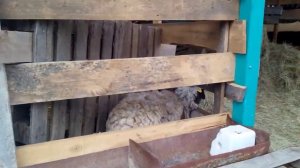 Овца не хочет кормить ягненка. Что делать?