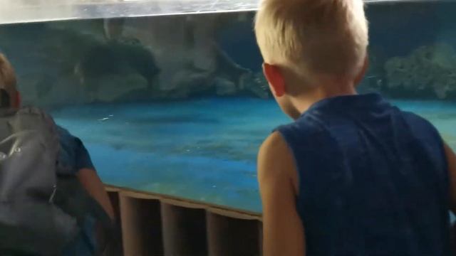 Аквариум Мацесты (Сочи). Кормим нерпу, тюленя и бегемота! смотреть онлайн
