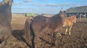 Как узнать когда кобыла в охоте?