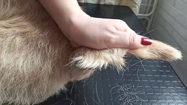 Хвост #тримминг #кернтерьер смотреть онлайн