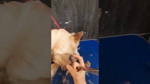 Стрижка головы Йорка