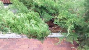 Формирую можжевельник в стиле "лилия"