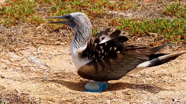 Животные эндемики Endemic animals смотреть онлайн