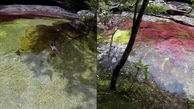 Каньо Кристалес - часть 2. Макарена, Колумбия смотреть онлайн