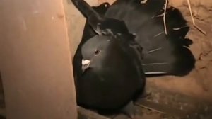 НИКОЛАЕВСКИЕ ГОЛУБИ /pigeons/ БАБОЧКА / ГОЛУБЯТНЯ ВОВЫ КЕРЧЕНСКОГО (5)