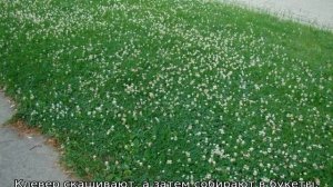 Семена клевера белого для газона