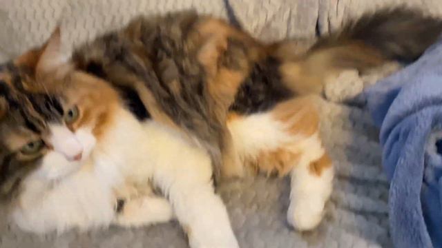 Simone, a serious cat, does not want affection and games from Cercea смотреть онлайн