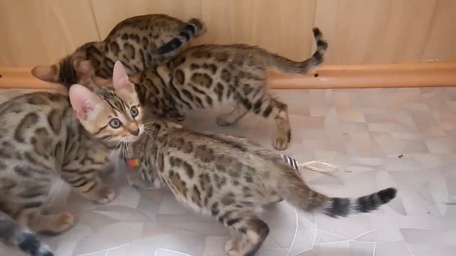 Bengal kitten from Russia - cattery WILD RUSSIA from Sevastopol смотреть онлайн