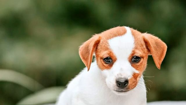 Есть свободные малыши ДРТ// с #аусси #кроличьятакса #американскийбулли #джекрасселтерьер смотреть онлайн