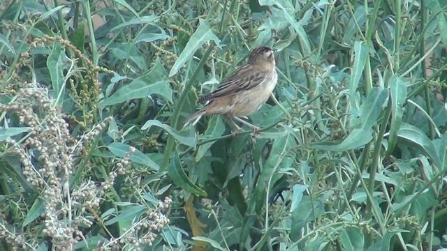 камышовка-барсучок Acrocephalus shoenobaenus смотреть онлайн