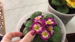 Примула ? Что с ними делать ?! Как сохранить до весны ?!