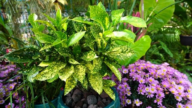 Variegated Aucuba Japonica || Cold Hardy Tropical Plant Look-a-Like