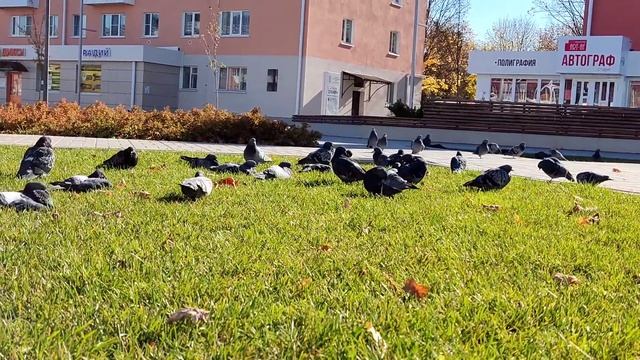 Теплый осенний день в Обнинске ?? 9.10.2021 смотреть онлайн