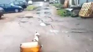 Собака и пивная кега оригинал видео