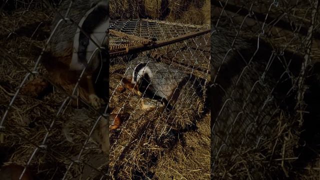 Барсук и курица смотреть онлайн