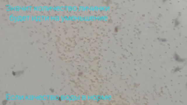 Немного о личинке shrimp Macrobrachium Rosenberg смотреть онлайн