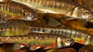 Почему Гольян является самой недооцененной рыбой в России?