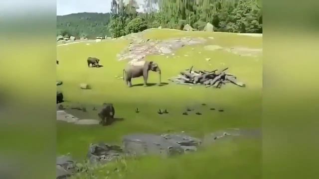 НОВЫЕ смешные ПРИКОЛЫ с животными до слез май 2020 года FUNNY PETS 2020!!! смотреть онлайн