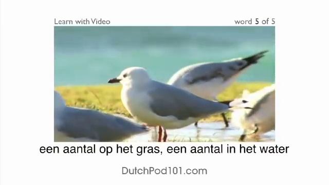 Learn Dutch with Video - Birds of a Feather Flock Together at DutchPod101.com! смотреть онлайн