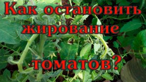 Остановить жирования томатов Просто