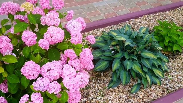 ГОРТЕНЗИЯ *БЕСКОНЕЧНОЕ ЛЕТО* смотреть онлайн