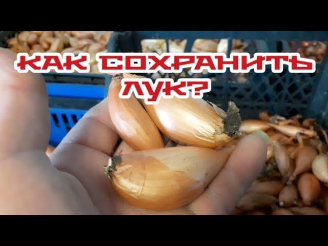 Как сохранить едовой и посевной лук до весны? Мы храним так.... смотреть онлайн