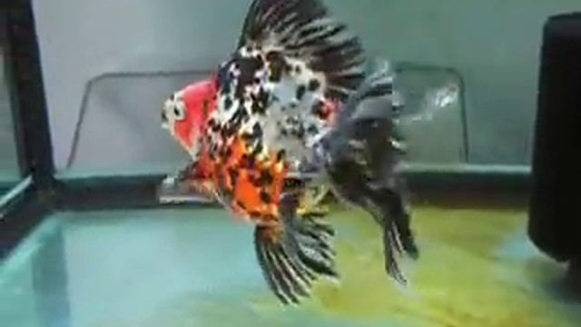 calico ryukin смотреть онлайн