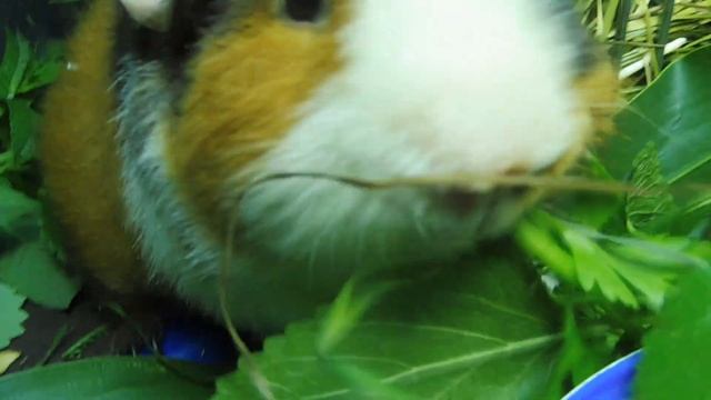 ВИШНЮ НЕЛЬЗЯ - УБРАЛА ! КАКИЕ цветы и травы ПОНРАВИЛИСЬ Бонусу ? #морскаясвинка #американский_тедди смотреть онлайн