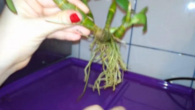 How to repot a dendrobium phalaenopsis (bigibum) + test it for fusarium смотреть онлайн