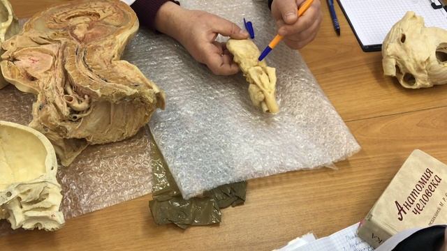 Анатомия. Глотка и Пищевод.