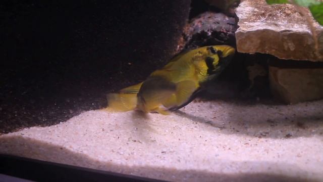Astatotilapia Alluaudi Breeding