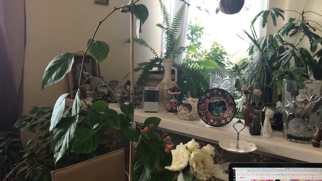 БУГЕНВИЛЛИЯ ОБРЕЗКА ПОСЛЕ ЦВЕТЕНИЯ | BOUGAINVILLEA PRUNING AFTER FLOWERING смотреть онлайн