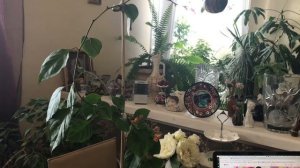 БУГЕНВИЛЛИЯ ОБРЕЗКА ПОСЛЕ ЦВЕТЕНИЯ | BOUGAINVILLEA PRUNING AFTER FLOWERING