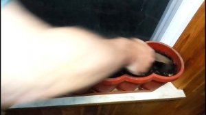 Зимой лук плохо растет,сделаю перерыв.