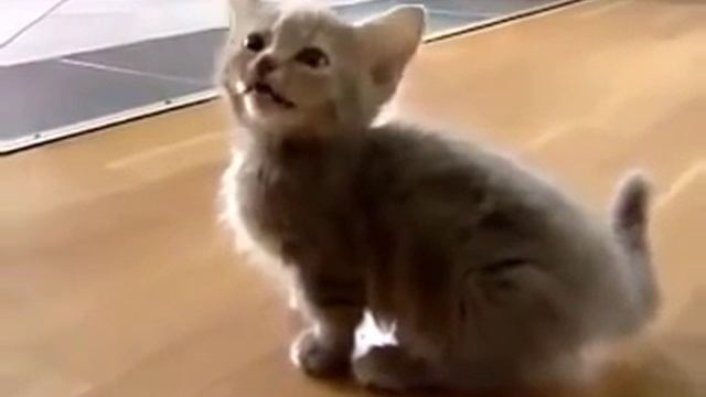 Маленький котенок жалобно мяукает смотреть онлайн