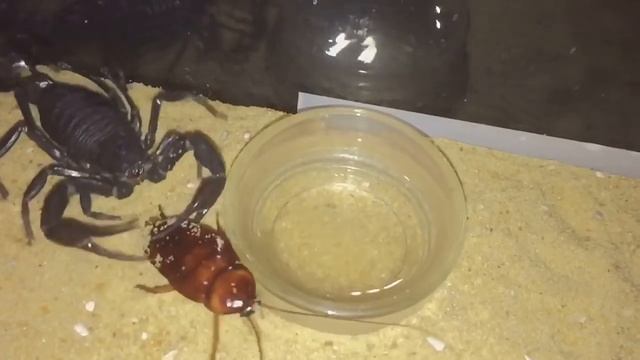 Androctonus Crassicauda, Arabian Fat Tailed Scorpion, Periplaneta Americana, Feeding. смотреть онлайн