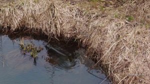 Хозяйство Воронова | Пруд |Нерест щуки в моём водоёме на участке