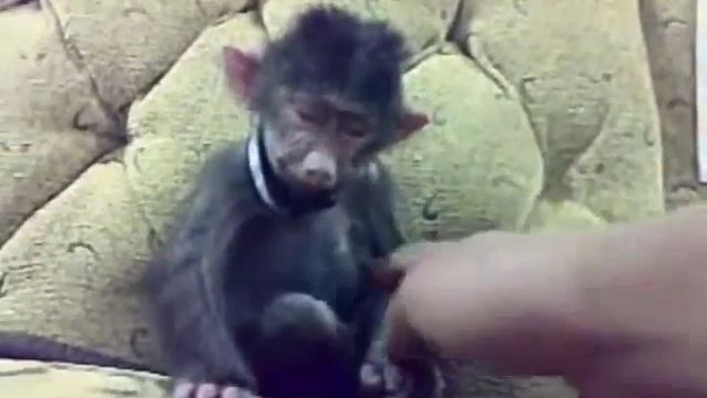 Накуренная мартышка. смотреть онлайн