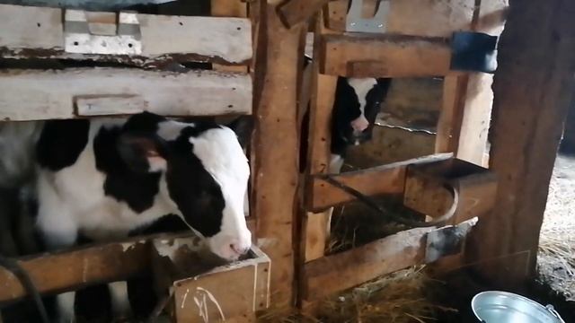 Продал бычков. Купил бычков. смотреть онлайн