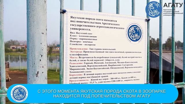 Республиканскому зоопарку «Орто Дойду» передан бычок якутской породы смотреть онлайн