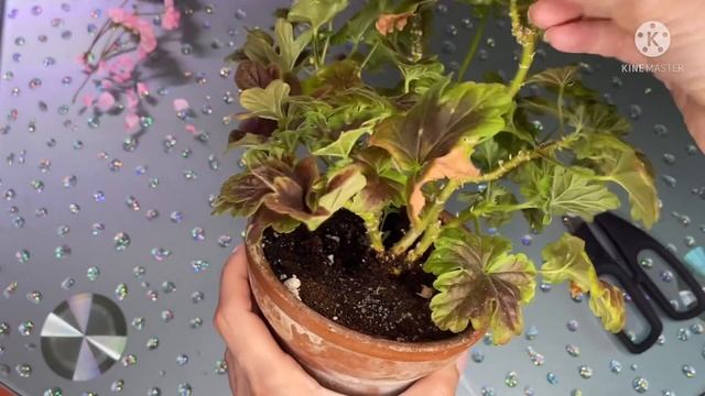 Обрезка пеларгонии Odenjio made in Sweden. Укоренение черенков за 2 недели. смотреть онлайн